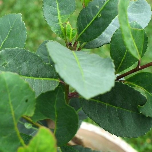 Paraguayische Stechpalme ohne Geheimnisse - Mate Tee mit dem Blick eines Botanikers